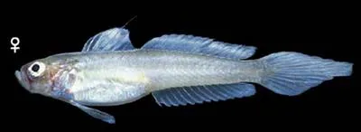 Erect goby (Microgobius erectus)