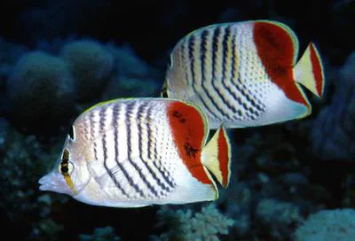 Eritrean butterflyfish (Chaetodon paucifasciatus)