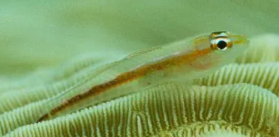 Erythrops goby (Bryaninops erythrops)