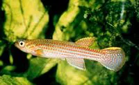 Escherich's killi (Aphyosemion escherichi)