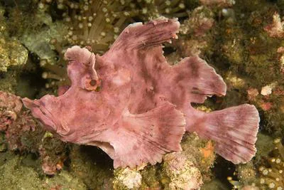 Eschmeyer's scorpionfish (Rhinopias eschmeyeri)