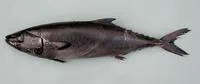 Escolar (Lepidocybium flavobrunneum)