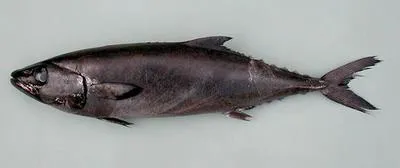 Escolar (Lepidocybium flavobrunneum)