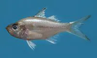 Estuarine glass perchlet (Ambassis macracanthus)