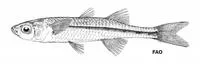 Estuarine hardyhead (Craterocephalus honoriae)