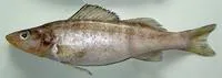 Estuarine perch (Sander marinus)