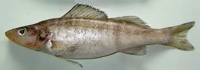 Estuarine perch (Sander marinus)