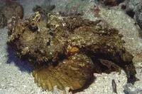 Estuarine stonefish (Synanceia horrida)