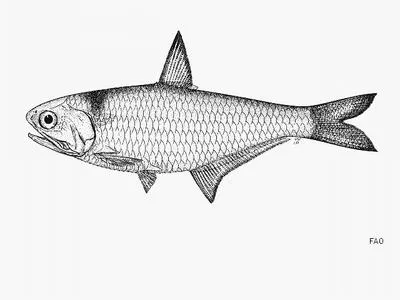Estuarine thryssa (Thryssa aestuaria)