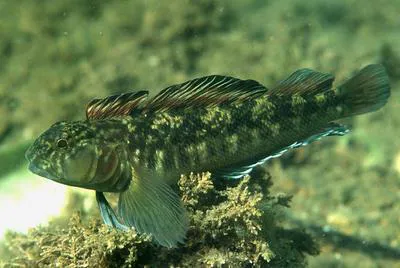 Estuarine triplefin (Forsterygion nigripenne)