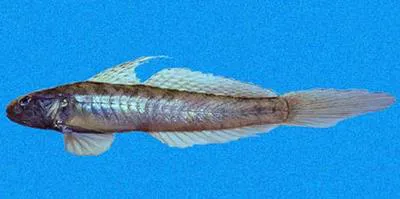 Estuary goby (Gobionellus microdon)