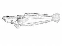 Estuary stargazer (Leptoscopus macropygus)