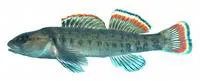 Etowah darter (Etheostoma etowahae)