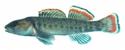 Etowah darter (Etheostoma etowahae)