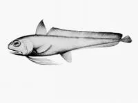 Eucla cod (Euclichthys polynemus)