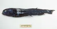 Eucla slickhead (Rouleina eucla)