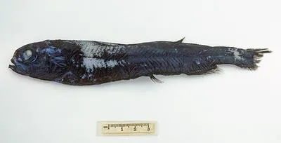Eucla slickhead (Rouleina eucla)