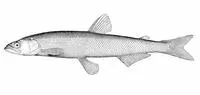 Eulachon (Thaleichthys pacificus)