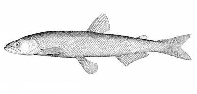 Eulachon (Thaleichthys pacificus)