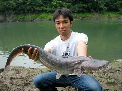 Eurasian catfish (Silurus biwaensis)