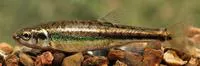 Eurasian minnow (Phoxinus phoxinus)