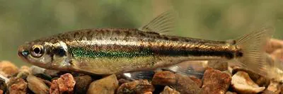 Eurasian minnow (Phoxinus phoxinus)