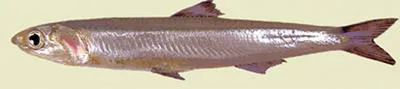 European anchovy (Engraulis encrasicolus)