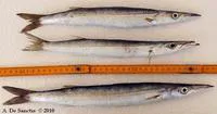 European barracuda (Sphyraena sphyraena)