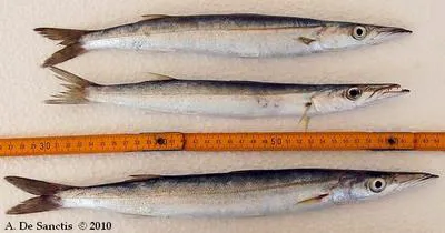 European barracuda (Sphyraena sphyraena)