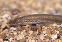 European brook lamprey (Lampetra planeri)