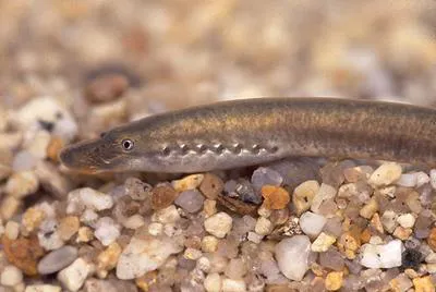 European brook lamprey (Lampetra planeri)