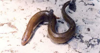 European eel (Anguilla anguilla)