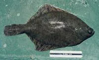 European flounder (Platichthys flesus)