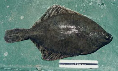 European flounder (Platichthys flesus)