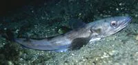 European hake (Merluccius merluccius)