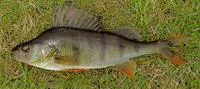 European perch (Perca fluviatilis)