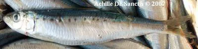 European pilchard (Sardina pilchardus)