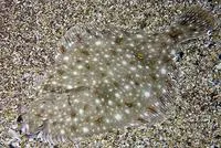 European plaice (Pleuronectes platessa)