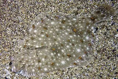European plaice (Pleuronectes platessa)