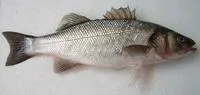 European seabass (Dicentrarchus labrax)