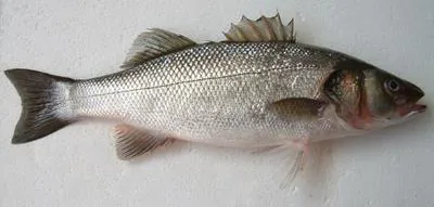 European seabass (Dicentrarchus labrax)
