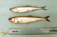 European smelt (Osmerus eperlanus)