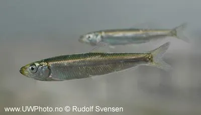European sprat (Sprattus sprattus)