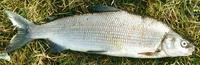European whitefish (Coregonus lavaretus)
