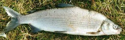 European whitefish (Coregonus lavaretus)