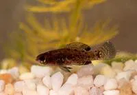 Everglades pygmy sunfish (Elassoma evergladei)