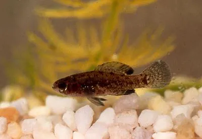 Everglades pygmy sunfish (Elassoma evergladei)