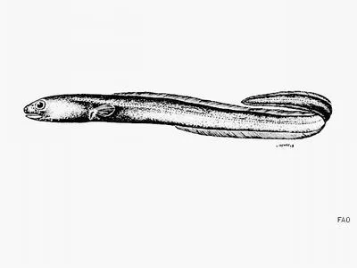 Evermann's conger (Congrosoma evermanni)