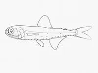 Evermann's lantern fish (Symbolophorus evermanni)