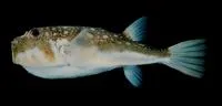 Evileye blaasop (Amblyrhynchotes honckenii)